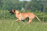 DOGUE ALLEMAND 538